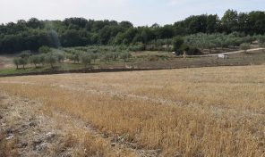 RIF:T/VAG11 LENTELLA (CH) VENDE TERRENO AGRICOLO SEMINATIVO, A CIRCA 1KM DALLA TRIGNINA, CONFINANTE CON STRADA COMUNALE ASFALTATA, TERRENO MOLTO COMODO